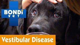 How To Treat Your Dog From Vestibular Disease | Pet Health