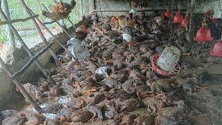 Typhoon Yagi destroyed my farm into a pile of rubble - How is the chicken farm after the storm.