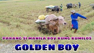 GOLDEN BOY NG LOURDES CAB CITY BUHAY BUKID JRTV