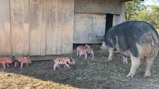 Berkshire/Duroc cross piglets   |   Raising Pigs On Pasture