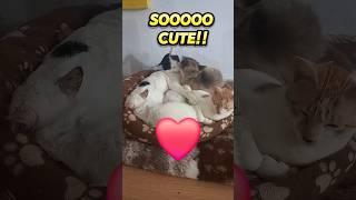 CUTE RESCUE CAT FAMILY LOVE #cutecats #cutekittenvideos #catfamily #catvideo