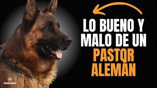 PASTOR ALEMÁN: Ventajas y desventajas de tener uno.