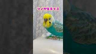 タラちゃんが進化した