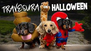 Tres chistosos perritos aterrorizan el vecindario en Halloween