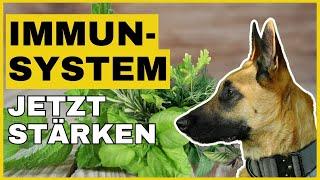 4 WILDKRÄUTER für Hunde, die zu Unrecht IGNORIERT werden