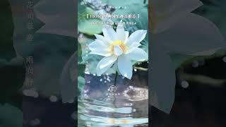 太極養生古琴曲《夏荷風舞》花間琴音，雨潤靜蓮。# 國樂#禪音#修心修行#五音療愈#國風古韻靜心純音樂 #純音樂 #輕音樂 #音樂分享