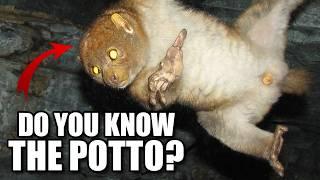 Potto Facts: the TREE BEAR  Animal Fact Files