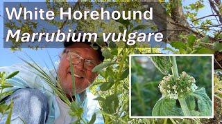 WHITE HOREHOUND HERB in Coto de Caza, Marrubium vulgare