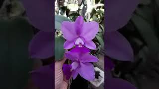 #orchid videos flower