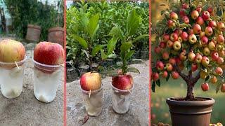 Beautiful apple tree grow with apple fruit | very easy method |