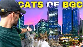 This PHILIPPINES City is SAVING Cats!! 