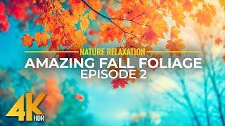 Amazing Fall Foliage 4K - Autumn Colors from All over the World + Calming Nature Sounds - Episode 2