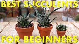 Best Succulents to Grow Inside for Beginners! // Garden Answer