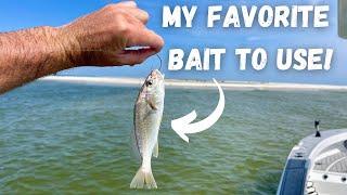 Using LIVE CROAKERS To Catch These AGGRESSIVE  Beach Fish!