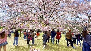 Cherry Blossoms in Toronto High Park 2024 | 4K