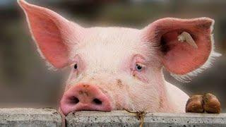  Во Франции разоряются свинофермы. #ес #франция #продуктовыйкризис #санкции