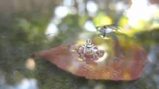 Jumping Spider Walks On Water