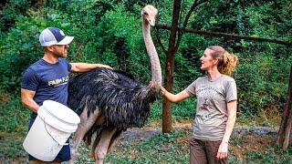 Couple raises OSTRICHES on their mountain homestead