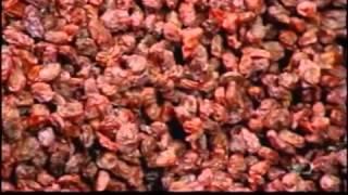 How Its Made   Raisins Discovery Channel