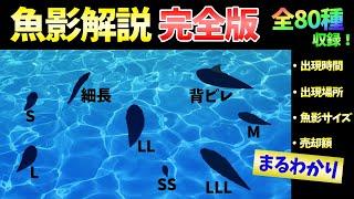 【あつ森】全ての魚の魚影を出現条件（時間・場所）や値段と一緒に大公開！シイラの魚影が「特大」は嘘？魚影の種類について解説します。【魚図鑑・レア　コンプリート】