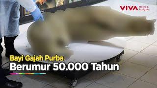 Ilmuwan Pamer Temuan Bangkai Gajah Purba Berusia 50.000 Tahun, Gini Bentuknya...