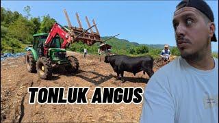 Vinç Kıran Cinsten Angus Kurbanlık | Bayram VLOG
