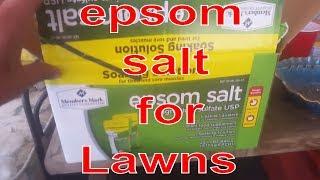 Epsom Salt For My Crappy Lawn!!! Summer Lawn Care Tip Improve soil quality, and get greener grass!!!