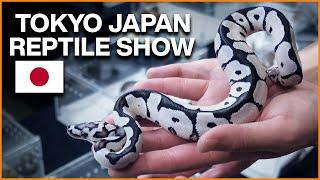 We Flew to Japan for Ball Pythons! Tokyo Japan Reptile Show 2024