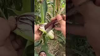 Cách Người dân miền núi thu hoạch bắp nếp than