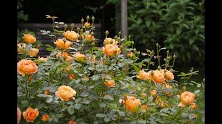 David Austin rose - Lady of Shalott, a fully detailed review, zone 7, Coastal CT