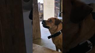 dog barking sound loudly ||adarsh Tiwari vlog || Alexa bark and wnt to play with boll ||#dog #shorts
