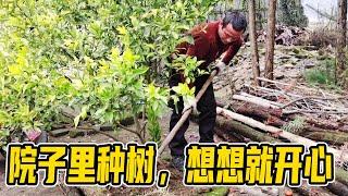 院子里种树不吉利？土豆妹家新添3颗树，看到水果树想想就开心【甘肃土豆妹】