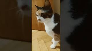 Thicker than a snicker #cat  #cats  #catlover #catvideos  #gatos