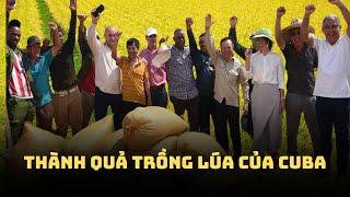 "Thành Quả" Sau 3 Tháng, Việt Nam Hỗ Trợ Cuba Tự Sản Xuất Lúa Gạo