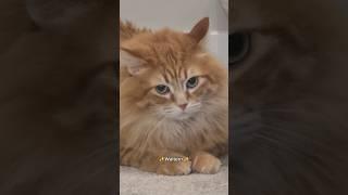 He may be the most powerful wizard in the universe.. But he's still a mama's boy  #cute #cat