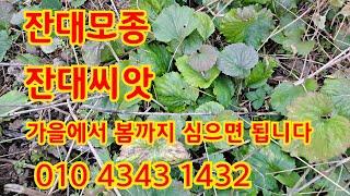 24년 11월 26일. 잔대밭 잔대씨앗,모종,잔대캐는 연장. 문의 010-4343-1432