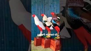 wow amazing #chicken #rooster