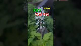 강문경 옛날애인