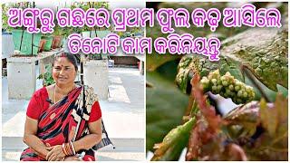 ଅଙ୍ଗୁରୁ ଗଛରେ ପ୍ରଥମ ଫୁଲ କଢ଼ ଆସିଲେ || ତିନୋଟି କାମ କରିନିୟନ୍ତୁ ||Grape Flower Buds || Grape vine care