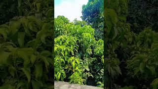 @rajnisoni1482 # Nature's beauty # trending song # viral shorts #love # share #comment 