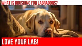 Labrador Grooming: Tips and Care Essentials