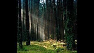 Entspannung Melodie Natur Wald