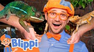 Blippi Meets Reptile Friends at the Aquarium | Educational Videos for Kids