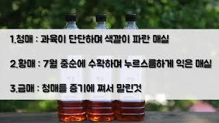 매실의 진실_청매실 보다 황매실을 먹어야 하는 이유