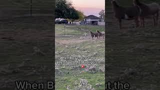 Bo our livestock guardian dog charges the fence up front and the rest of the Avengers assemble️