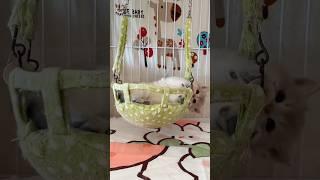 #Little cute cat fell asleep while playing#How well the mother cat is licking the cute little kitten