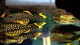 L018 Golden Nugget Pleco (Large spots)