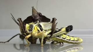 Praying Mantis eating a whole Locust ( TIMELAPSE 3 Hours in 1:30min ! )