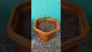 Growing aparajita plant from seed #shorts #aparajita #garden #plants #germination