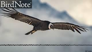Andean Condors Soar for Hours Without Flapping
